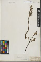 Foto von Salix lapponum L. x Salix silesiaca Willd.